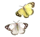 butterfly14.gif